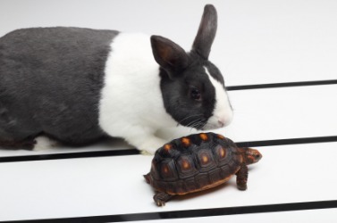 The story of the tortoise and the hare is a fable. The story of the tortoise and the hare is a fable.