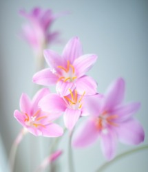 A beautiful fairy lily. A beautiful fairy lily.