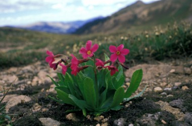 A cluster of fairy primrose. A cluster of fairy primrose.