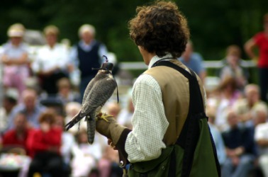 An exhibition of falconry. An exhibition of falconry.