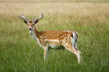 A young fallow deer. A young fallow deer.