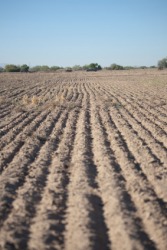 A field lies fallow. A field lies fallow.