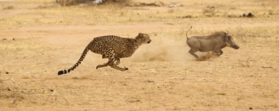 The cheetah is very fast. The cheetah is very fast.