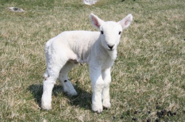 A feeble newborn lamb. A feeble newborn lamb.