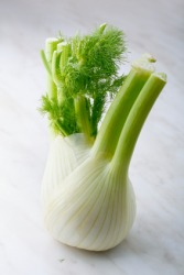 An example of fennel. An example of fennel.