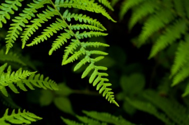 Fern fronds. Fern fronds.