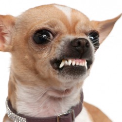 A dog shows his ferocity. A dog shows his ferocity.