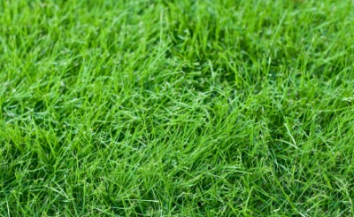 A field of fescue grass. A field of fescue grass.