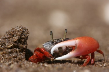 A fiddler crab. A fiddler crab.