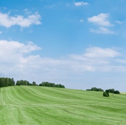 A field of grass. A field of grass.