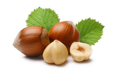 The filberts of the hazel nut. The filberts of the hazel nut.