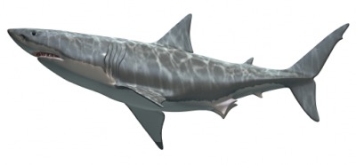 The Great White shark is a finned creature. The Great White shark is a finned creature.