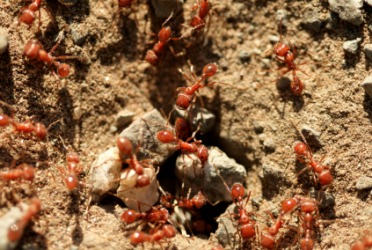 A cluster of fire ants. A cluster of fire ants.