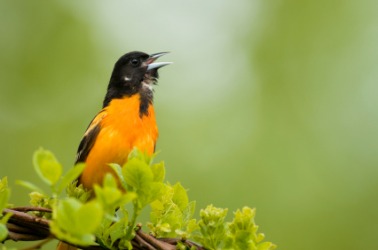 The Baltimore oriole is an example of a firebird. The Baltimore oriole is an example of a firebird.