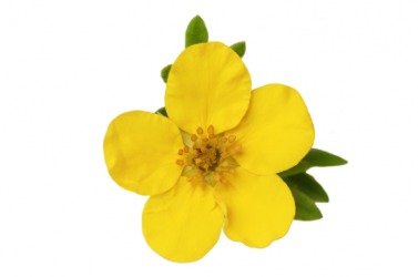 A five-finger flower. A five-finger flower.