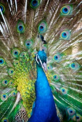 A peacock flaunts his feathers. A peacock flaunts his feathers.