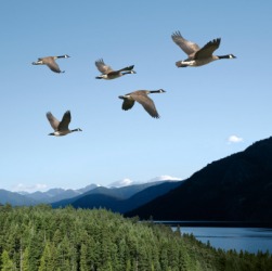 A flock of geese. A flock of geese.