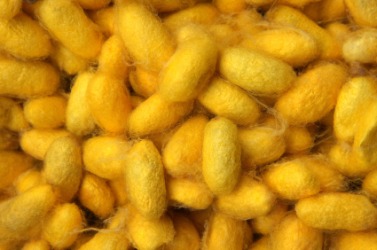 Floss covered silkworm cocoons. Floss covered silkworm cocoons.