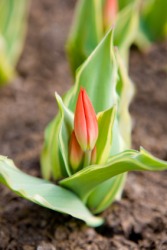 Flower buds in a garden. Flower buds in a garden.