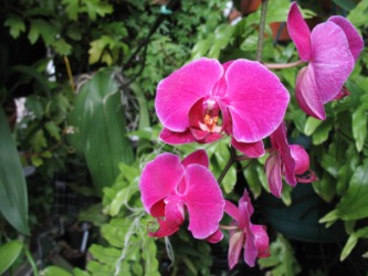 An example of a flowering plant. An example of a flowering plant.