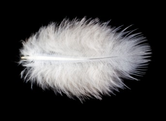 A little piece of fluff. A little piece of fluff.