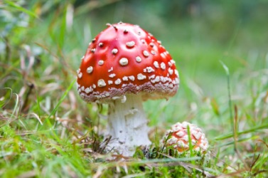 The fly agaric mushroom. The fly agaric mushroom.