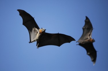 A pair of flying foxes. A pair of flying foxes.