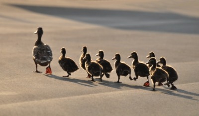 Baby ducks follow their mother. Baby ducks follow their mother.