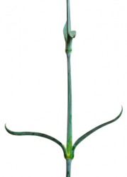 Footstalk of a plant. Footstalk of a plant.
