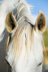 A forelock of a horse. A forelock of a horse.