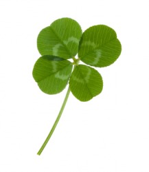 A single four-leaf clover. A single four-leaf clover.