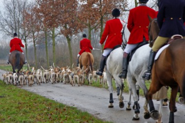 Riders and hounds at a fox hunt. Riders and hounds at a fox hunt.