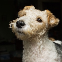 A cute fox terrier. A cute fox terrier.