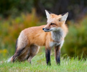 A wild fox. A wild fox.
