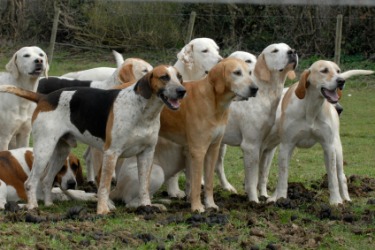 A pack of foxhounds. A pack of foxhounds.
