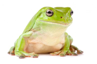 A green tree frog. A green tree frog.