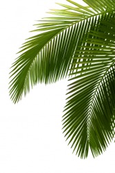 Palm fronds Palm fronds