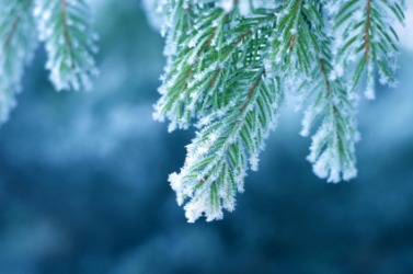 Frost on tree branches. Frost on tree branches.