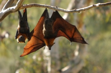 Fruit bats hanging upside down. Fruit bats hanging upside down.