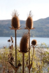 A cluster of fuller's teasels. A cluster of fuller's teasels.