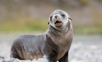 A young fur seal pup. A young fur seal pup.