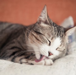 This cat has beautiful grey and white fur. This cat has beautiful grey and white fur.