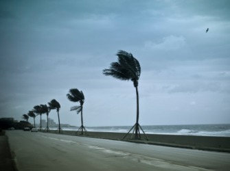 Palm trees in a gale. Palm trees in a gale.