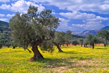 An olive grove in Galilee. An olive grove in Galilee.