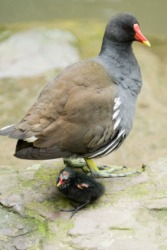 The common moorhen is a gallinule The common moorhen is a gallinule