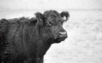 A Galloway cow. A Galloway cow.