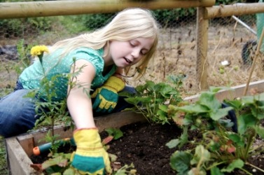A young gardener at work. A young gardener at work.