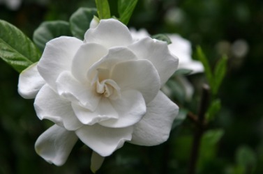 A gardenia bloom. A gardenia bloom.