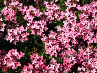 The garland flower shrub. The garland flower shrub.