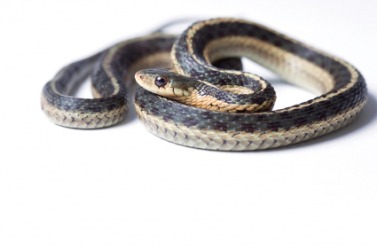 A garter snake. A garter snake.